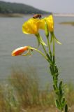 Oenothera biennis. Верхушка соцветия с бутоном, цветками, плодами и мухой Eristalis tenax. Крым, предгорья, Партизанское вдхр., пойма р. Альма. 28 июля 2013 г.