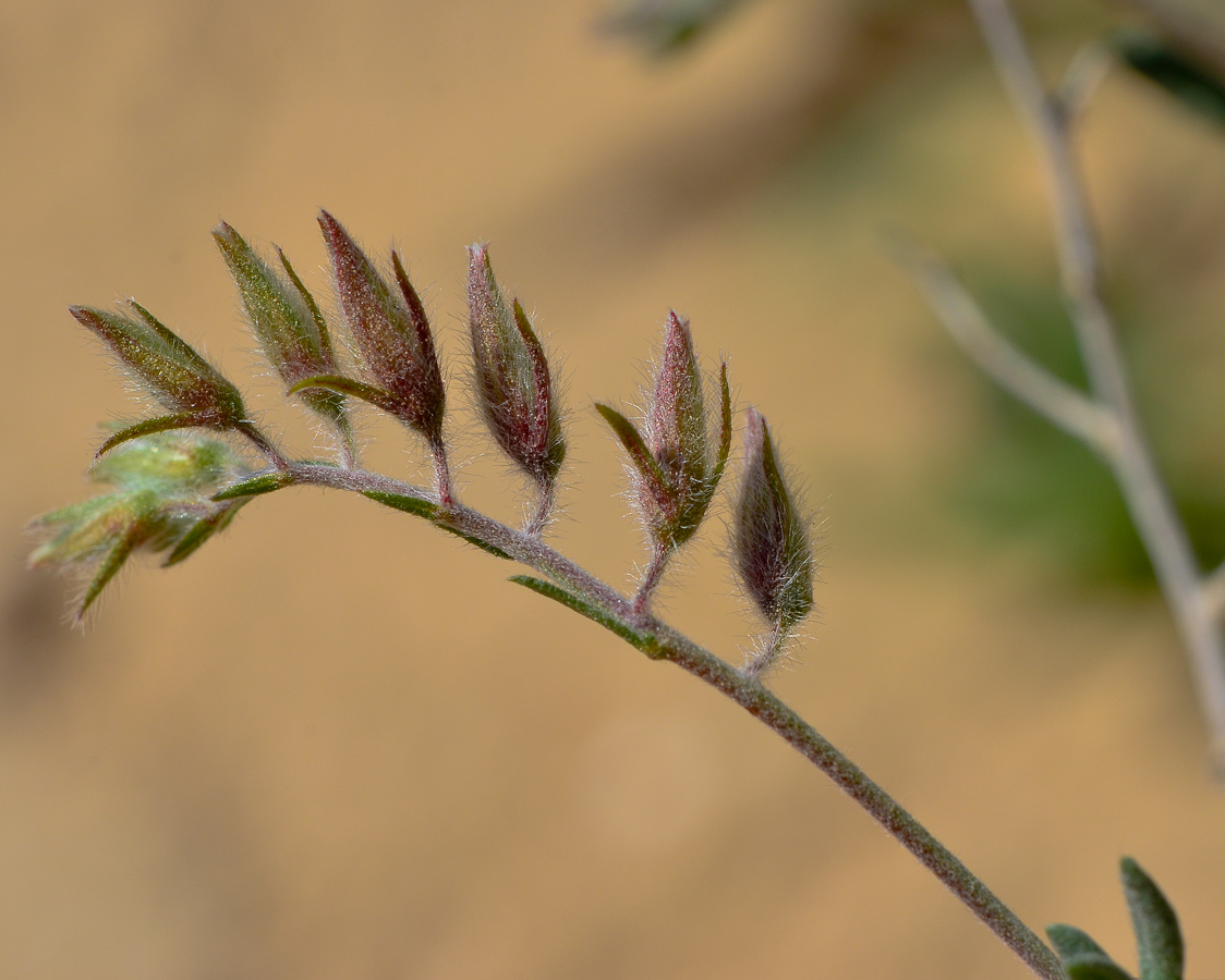 Image of Helianthemum kahiricum specimen.