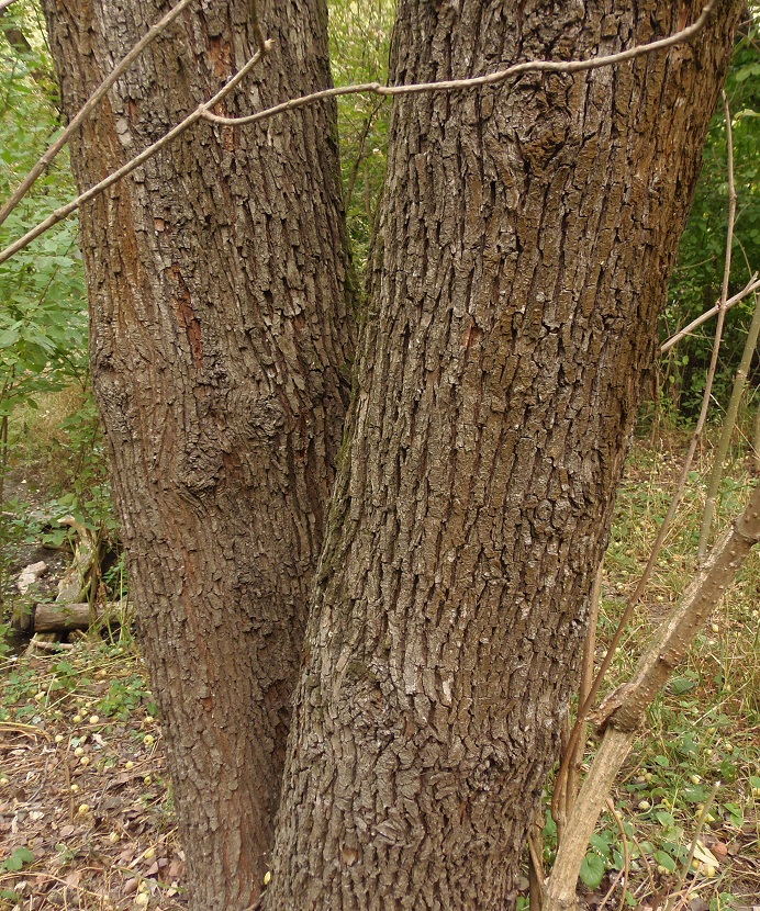 Image of Pyrus pyraster specimen.