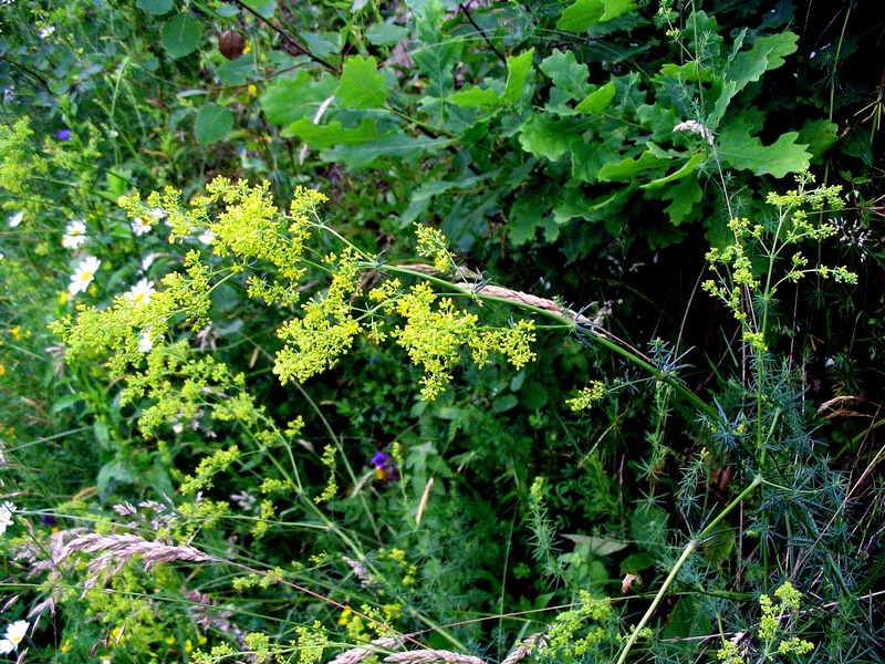 Image of Galium verum specimen.