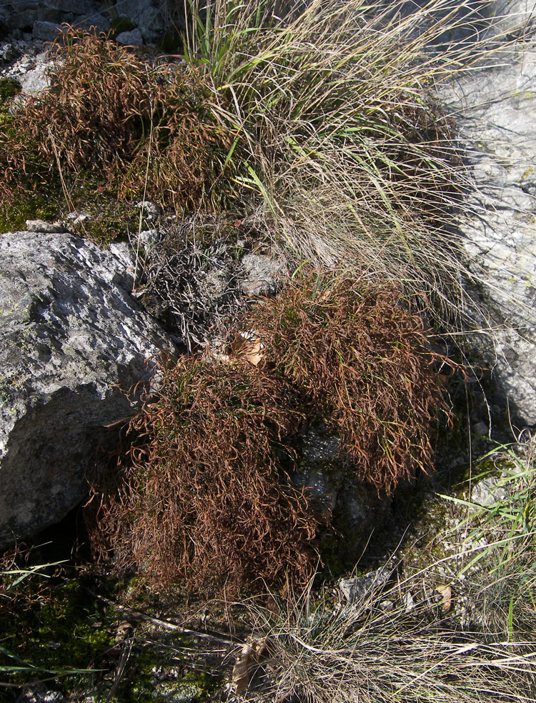 Image of Asplenium septentrionale specimen.