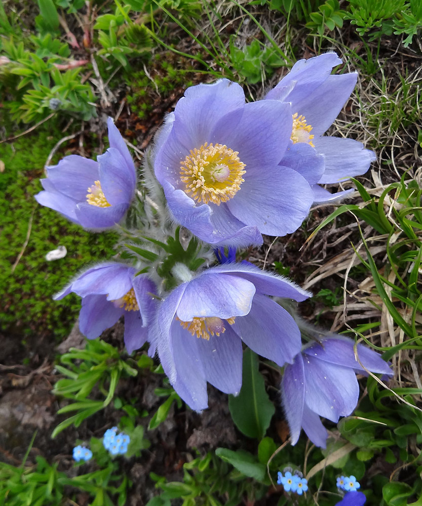 Изображение особи Pulsatilla patens.