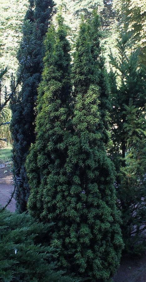 Image of Taxus baccata specimen.