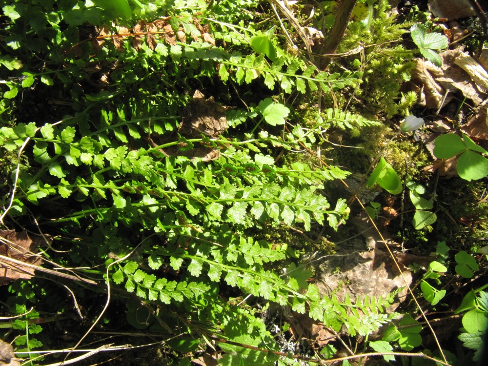 Изображение особи Asplenium viride.