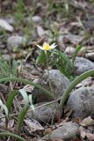 Tulipa bifloriformis. Цветущее растение. Южный Казахстан, каньон реки Машат в 3 км ниже шоссе Алматы-Ташкент. 04.04.2012.