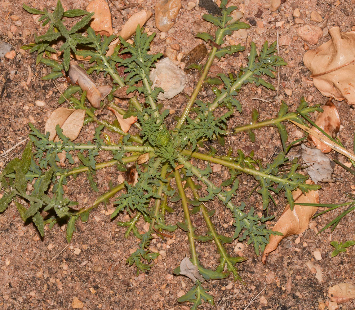 Image of Launaea mucronata specimen.