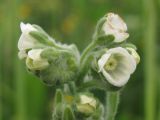 Cynoglossum creticum. Соцветие. Южный берег Крыма, окр. Балаклавы, залежь. 05.05.2014.