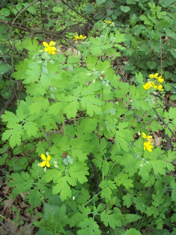 Изображение особи Chelidonium majus.