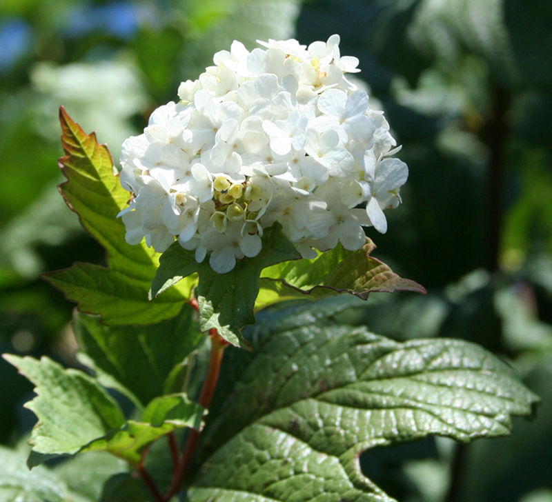 Изображение особи Viburnum opulus f. roseum.