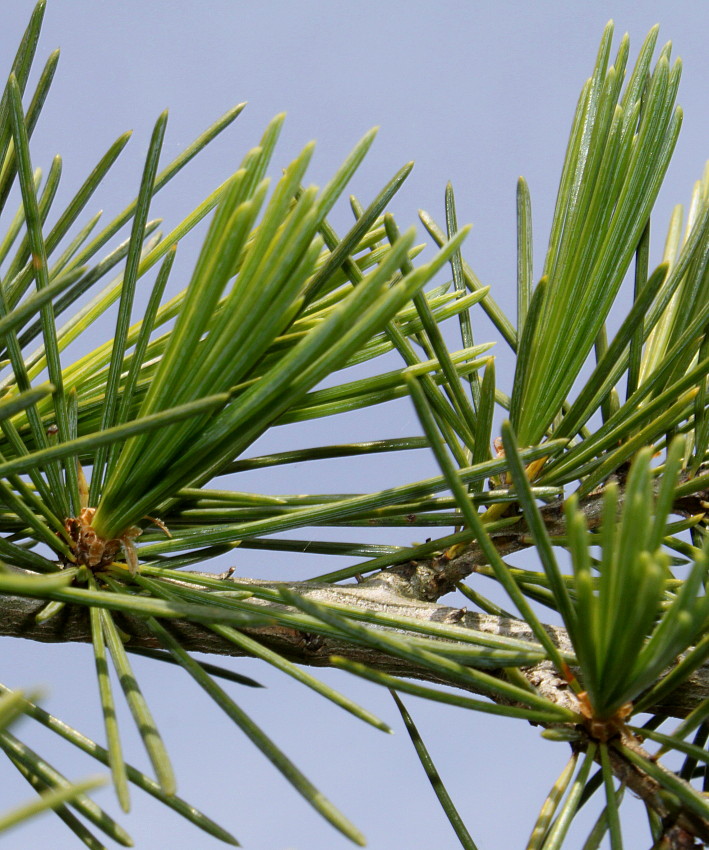 Image of Cedrus deodara specimen.