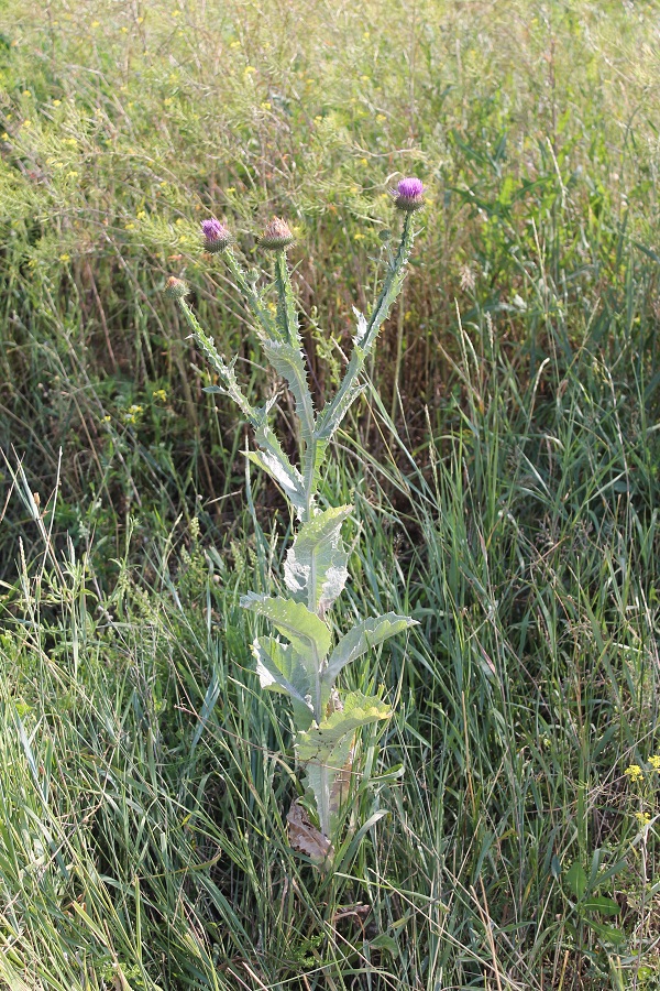 Image of Onopordum acanthium specimen.