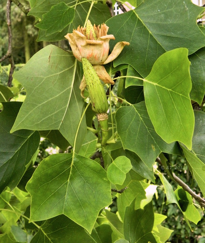 Image of Liriodendron tulipifera specimen.