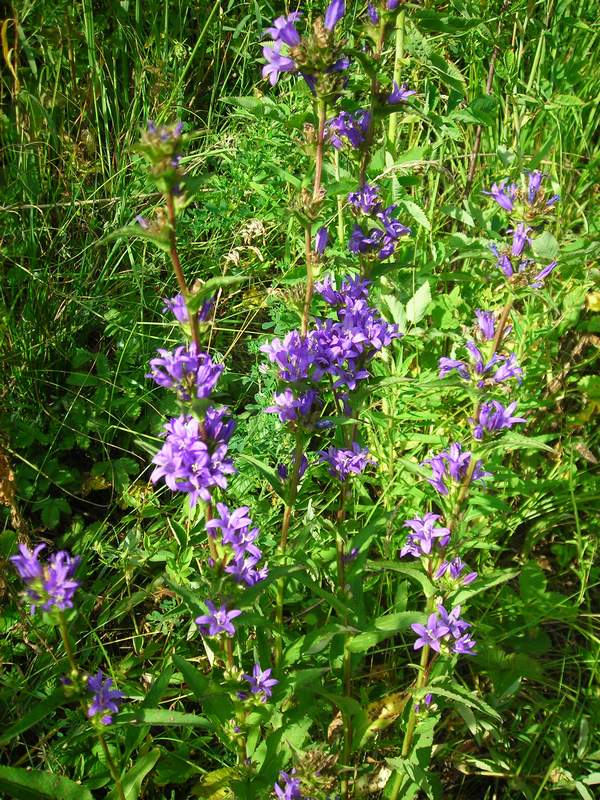 Image of Campanula glomerata specimen.