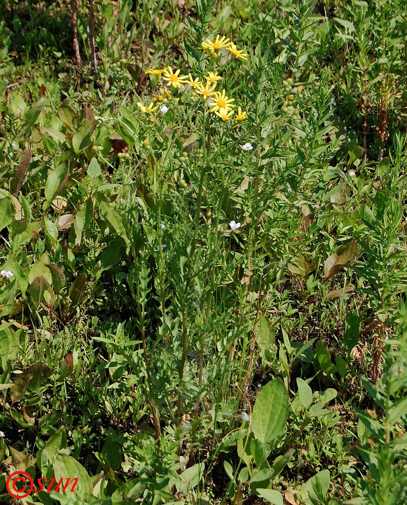 Image of Senecio erucifolius specimen.