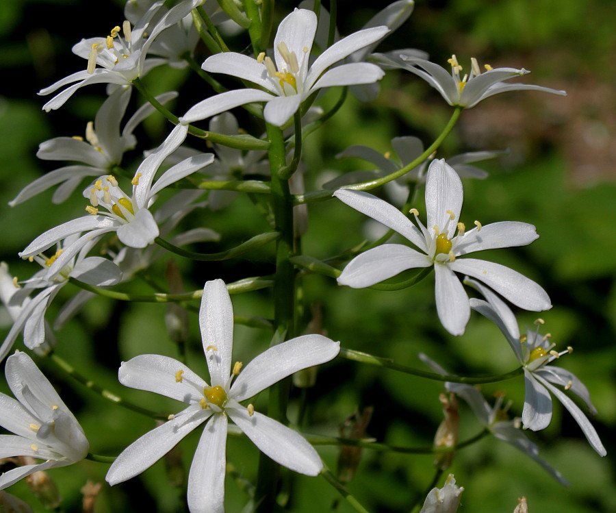 Image of genus Ornithogalum specimen.