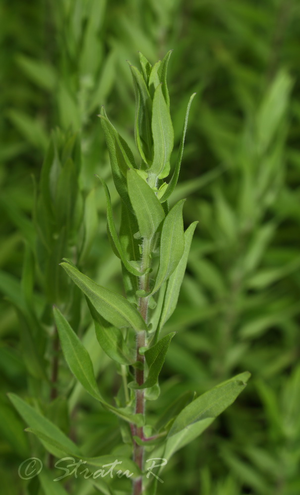 Изображение особи Symphyotrichum novae-angliae.