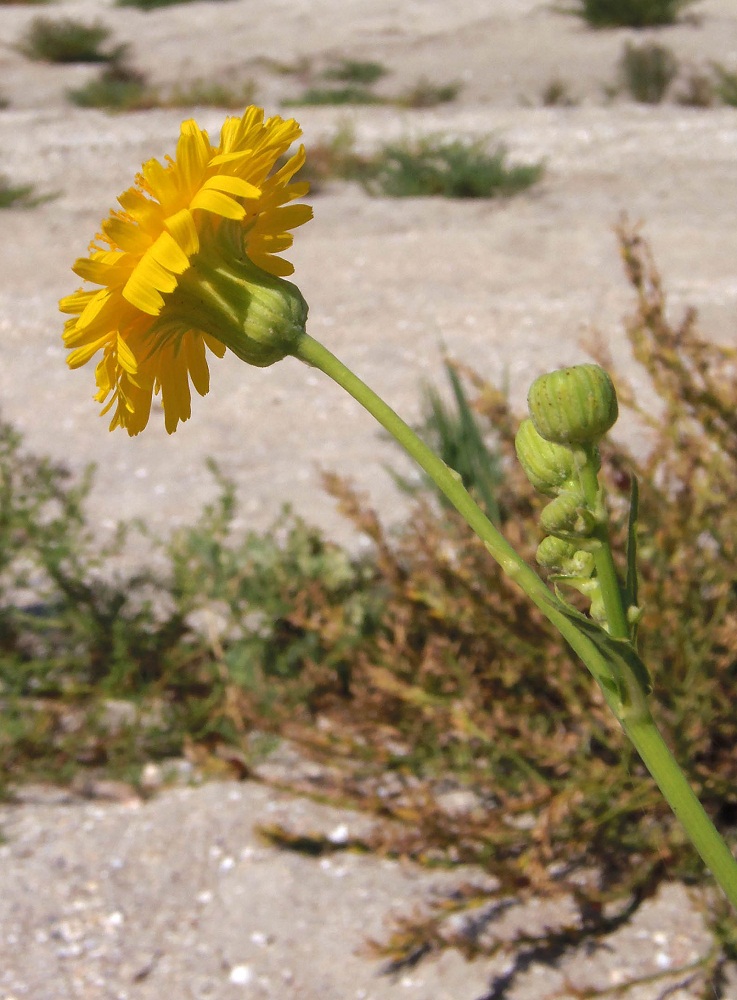 Image of Sonchus arvensis ssp. uliginosus specimen.