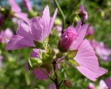 Malva moschata. Соцветие с цветками и бутонами. Германия, г. Дюссельдорф, Ботанический сад университета. 03.07.2014.