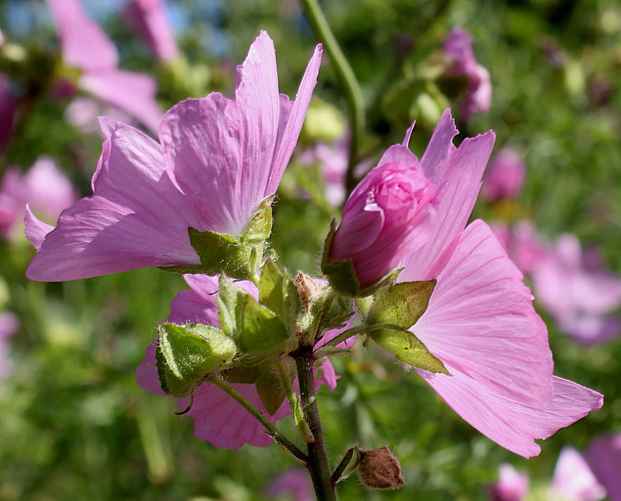 Image of Malva moschata specimen.