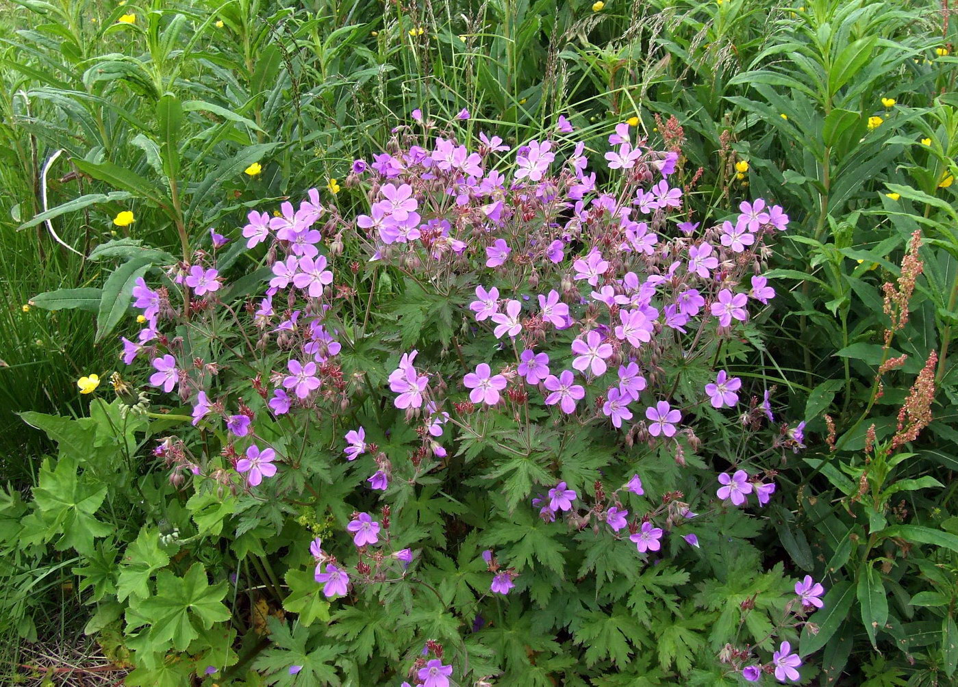 Изображение особи Geranium sylvaticum.