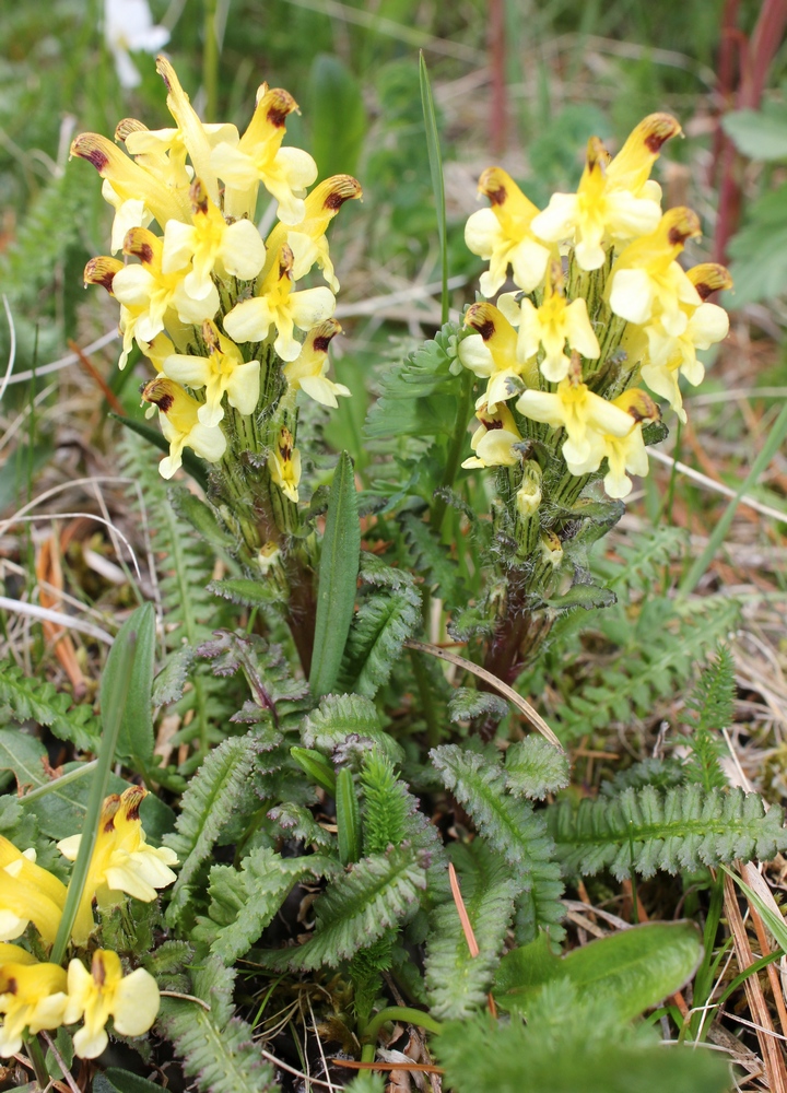 Image of Pedicularis oederi specimen.