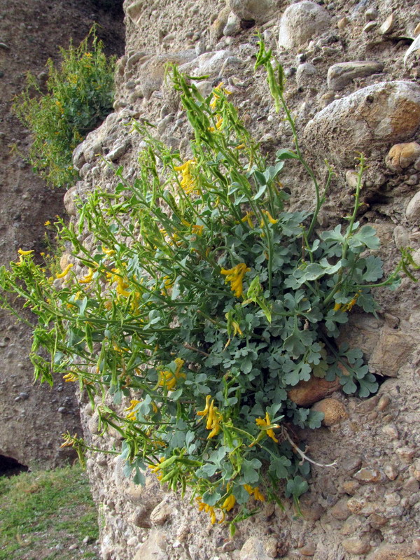 Image of Corydalis schelesnowiana specimen.