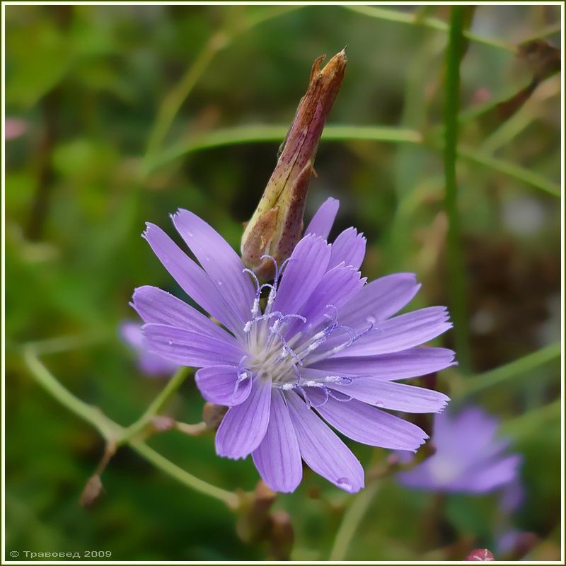 Image of Lactuca tatarica specimen.