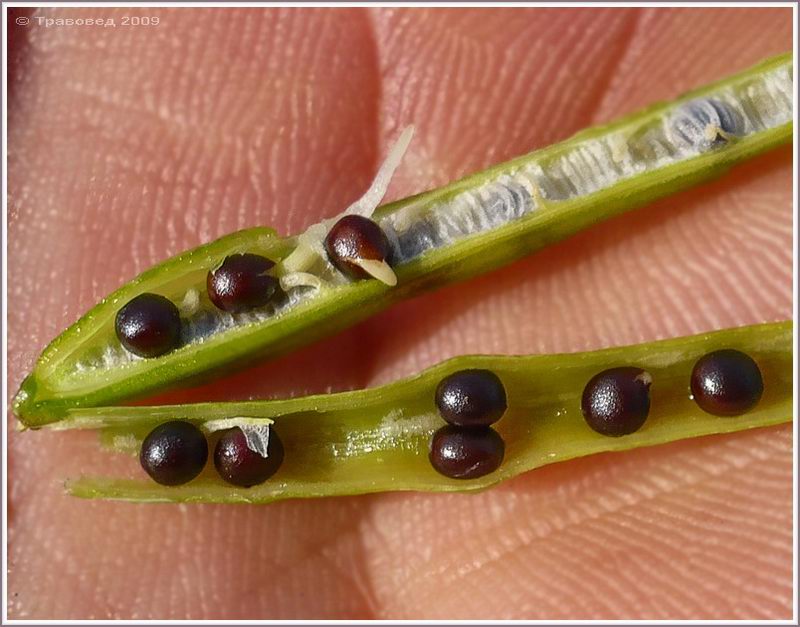 Image of Brassica napus specimen.