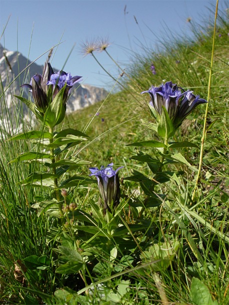 Image of Gentiana septemfida specimen.