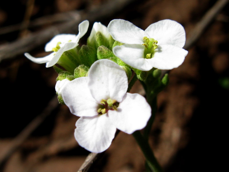 Image of Stevenia incarnata specimen.