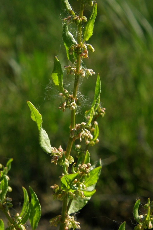 Image of Rumex conglomeratus specimen.