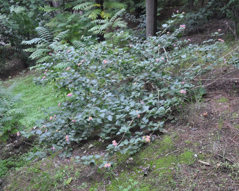 Image of Lantana camara specimen.