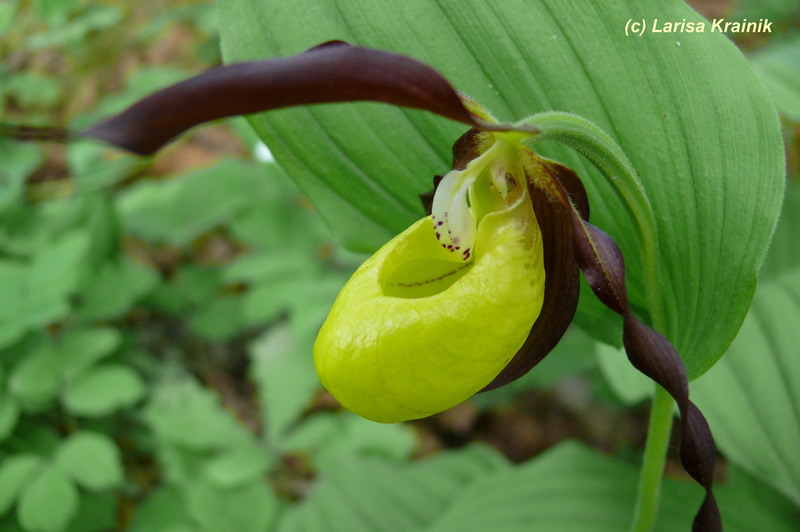 Изображение особи Cypripedium calceolus.