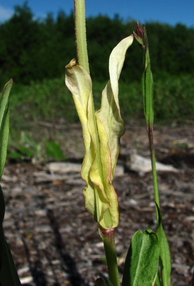 Изображение особи Coccyganthe flos-cuculi.