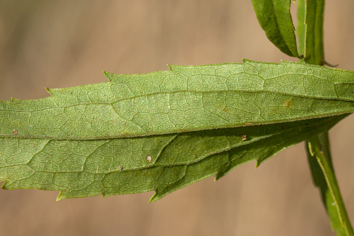 Image of Solidago canadensis specimen.