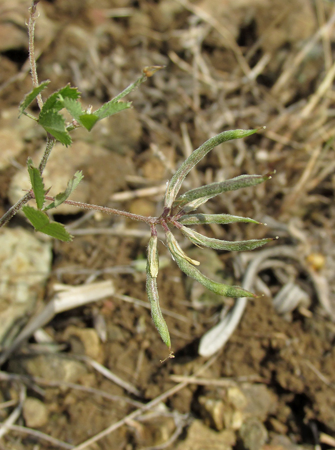 Image of Trigonella fischeriana specimen.