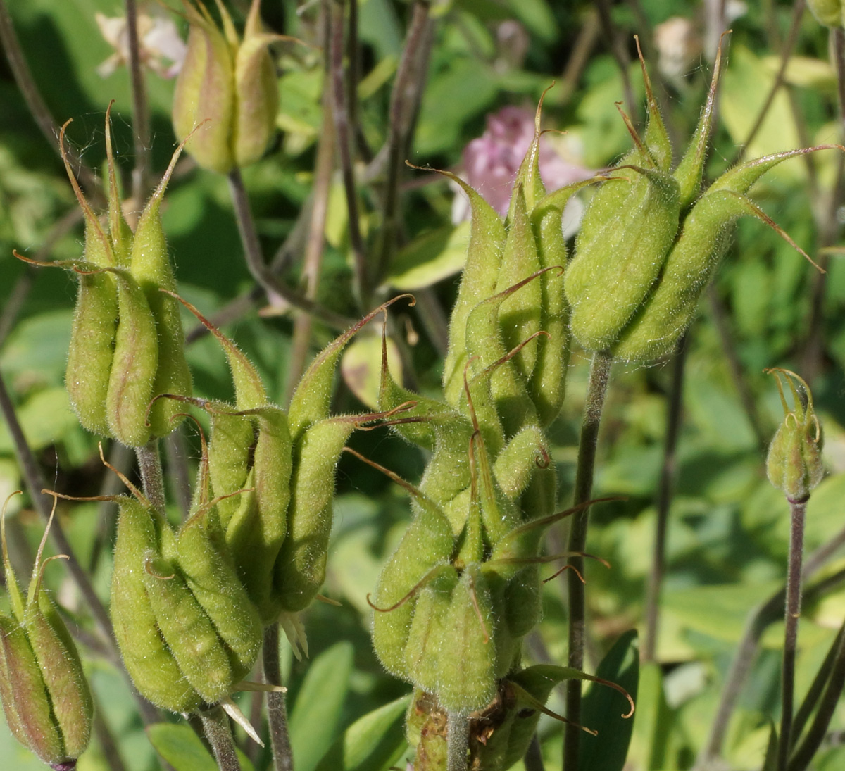 Image of Aquilegia vulgaris specimen.