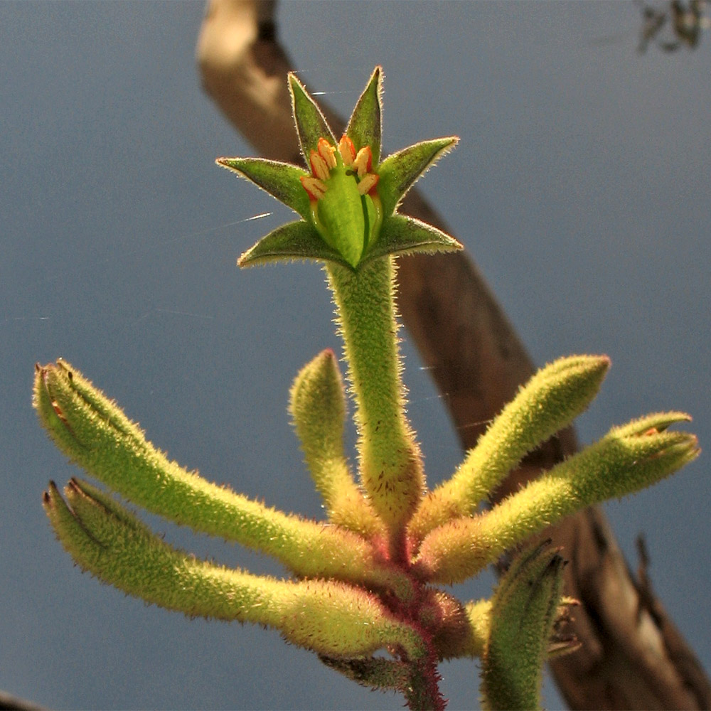 Image of Anigozanthos flavidus specimen.