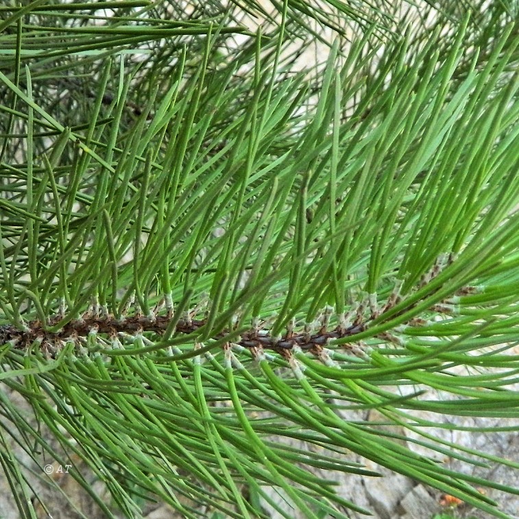 Image of genus Pinus specimen.