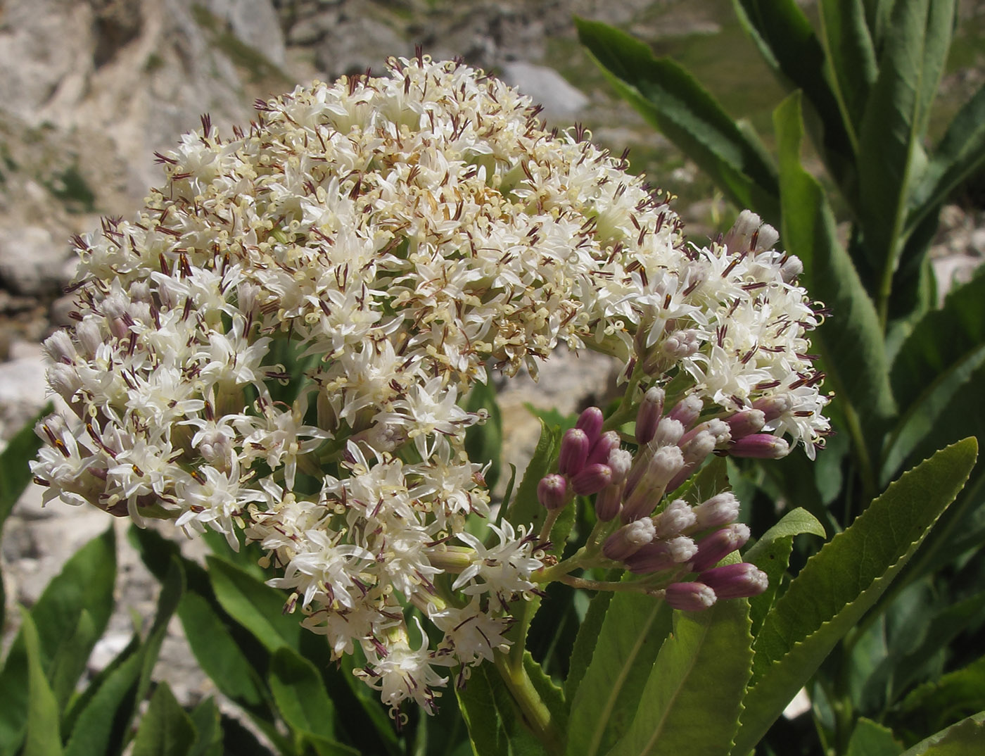 Image of Pojarkovia pojarkovae specimen.