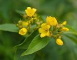 Lysimachia vulgaris