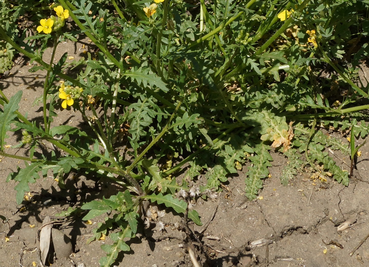 Image of Chorispora sibirica specimen.