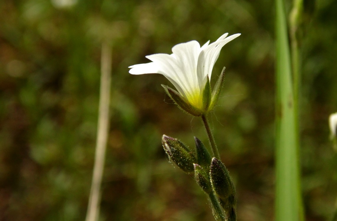 Image of Cerastium arvense specimen.