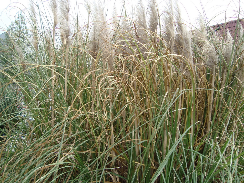 Изображение особи Cortaderia selloana.