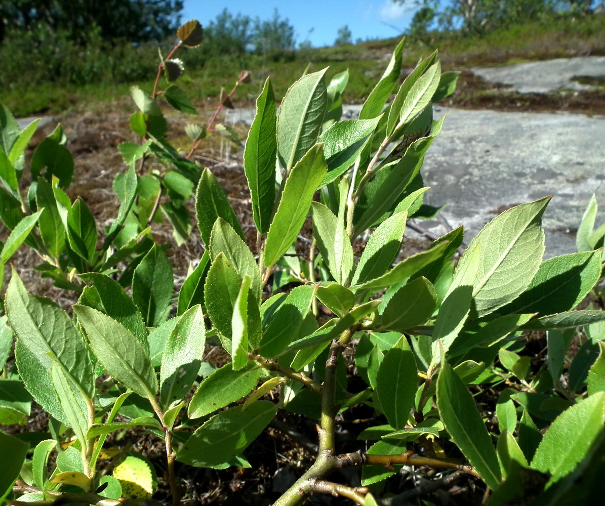 Image of genus Salix specimen.