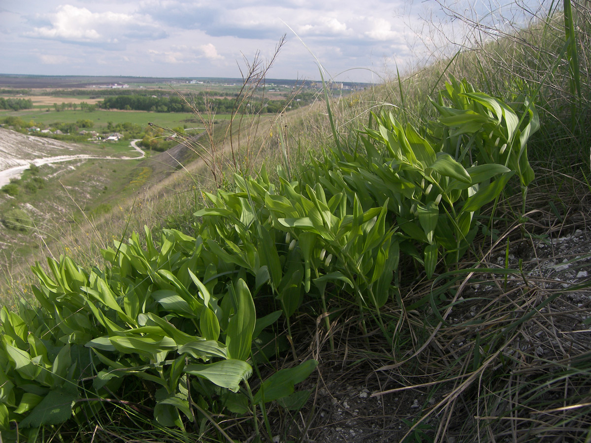 Image of Polygonatum odoratum specimen.