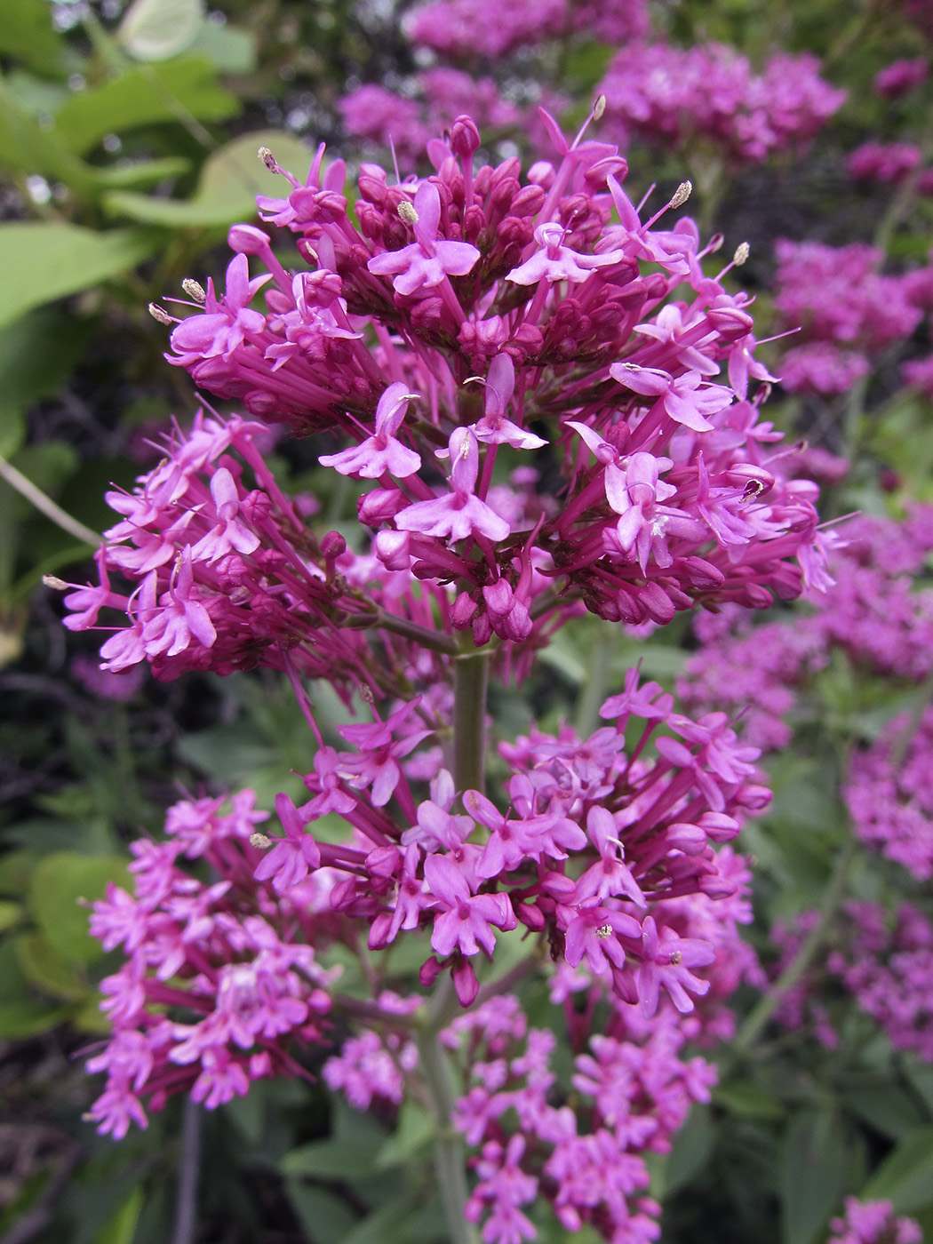 Image of Centranthus ruber specimen.