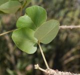 Erythrina abyssinica. Лист. Израиль, Шарон, пос. Кфар Монаш, ботанический сад \"Хават Ганой\". 08.07.2015.