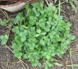 Trifolium pratense