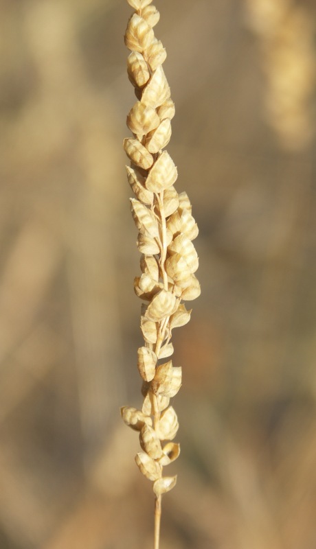 Изображение особи Brizochloa humilis.